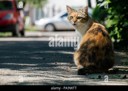 Bunte Katze sitzt auf der Straße drehte sich halb gedreht Stockfoto