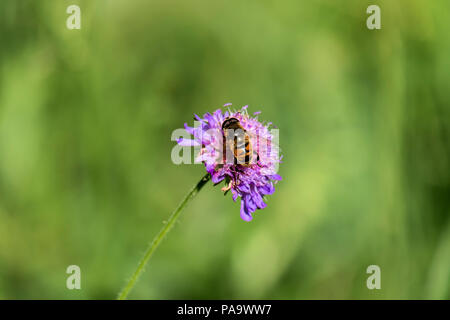 Drohne fliegen sitzt auf einem Lila Blume (Eristalis Tenax) Stockfoto