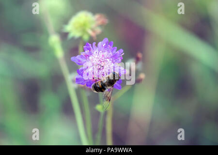 Drohne fliegen sitzt auf einem Lila Blume (Eristalis Tenax) Stockfoto