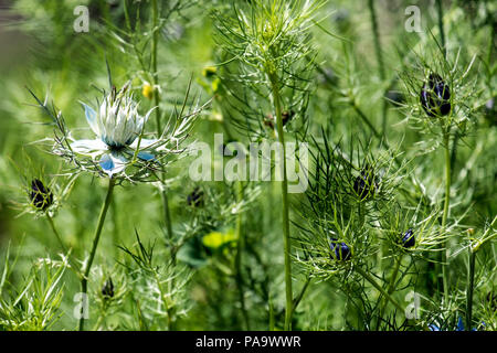 Blumen und Blüten sowie deren Knospen der Liebe-in-a-Mist (Nigella damascena) Stockfoto