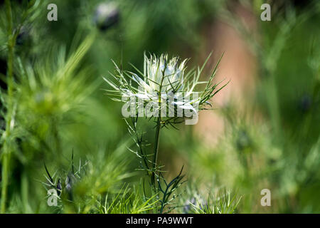 Blume der Liebe-in-a-Mist (Nigella damascena) Stockfoto