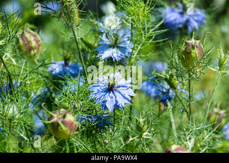 Blumen der Teufel im Busch. Sanft blaue Blüten von zerlumpten Dame (Nigella damascena) Stockfoto