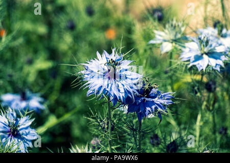 Blumen der Liebe-in-a-Mist. Sanft blaue Blüten von zerlumpten Dame (Nigella damascena) Stockfoto