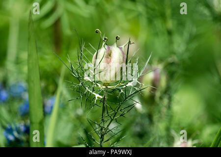 Große und aufgeblasen Kapsel mit Samen der zerlumpte Dame (Nigella damascena) Stockfoto