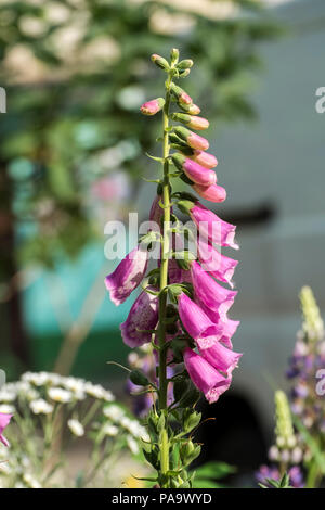 Lila Blüten von fingerhut mit lila Flecken. Arten Candy Mountain (Digitalis purpurea) Stockfoto