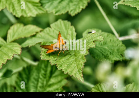 Kleine skipper sitzt auf einem grünen Blatt. Schmetterling aus der Familie der (Thymelicus sylvestris) Stockfoto