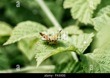 Kleine skipper sitzt auf einem grünen Blatt. Schmetterling aus der Familie der (Thymelicus sylvestris) Stockfoto