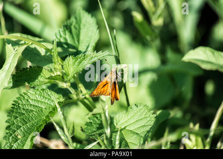 Kleine skipper sitzt auf einem grünen Blatt. Schmetterling aus der Familie der (Thymelicus sylvestris) Stockfoto
