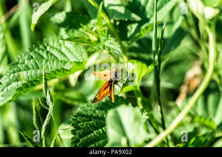 Kleine skipper sitzt auf einem grünen Blatt. Schmetterling aus der Familie der (Thymelicus sylvestris) Stockfoto