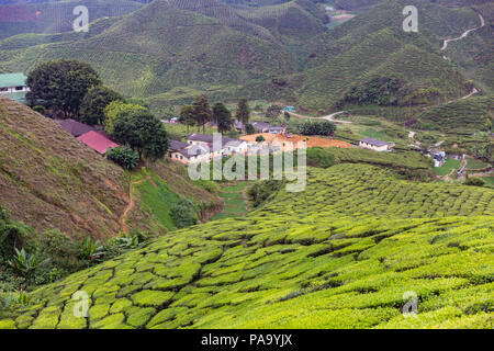 Teeplantagen in den Cameron Highlands, Malaysia Stockfoto