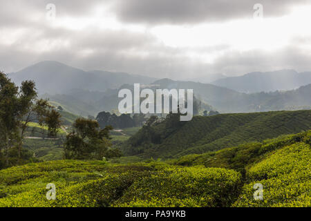 Teeplantagen in den Cameron Highlands, Malaysia Stockfoto