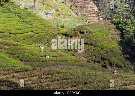 Teeplantagen in den Cameron Highlands, Malaysia. Arbeitnehmer Kommissionierung Kaffee Stockfoto