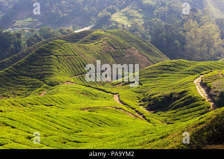 Teeplantagen in den Cameron Highlands, Malaysia Stockfoto