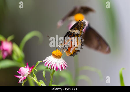 Malay Florfliege Schmetterling - Cethosia hypsea Stockfoto