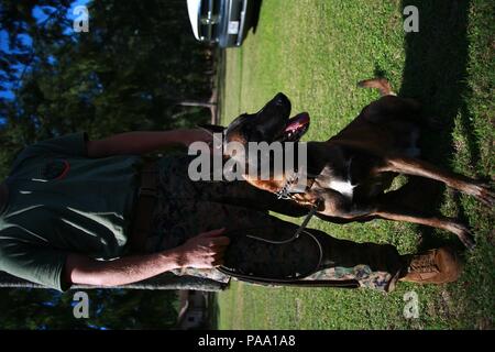 Mido, eine militärische Gebrauchshund wartet mit seinem Marine Handler bei einer militärischen Hund Demonstration für eine Cub Scout Troop 311 an Bord Marine Corps Training Bereich Blasebalg, 5. März 2016. Die Demonstration beteiligt Marines und zivile Beamte der MCB Hawaii Provost Marschallamt militärische Arbeitshunde. Marine- und zivilen Offiziere gaben verschiedene Befehle zu ihren Hunden aus ihrer Intelligenz und Gehorsam zu zeigen. Die Hundeführer trug auch einen Bissen Jacke für eine mock vom Hunde zu zeigen, die Pfadfinder, die Disziplin und die Ausbildung der Hunde zeigen, wenn eine reale Bedrohung. Polizeioffizier Stockfoto