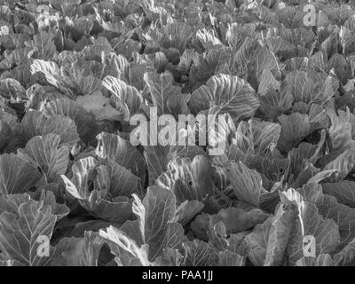 Bereich der junge Kohl während der Sunrise Stockfoto