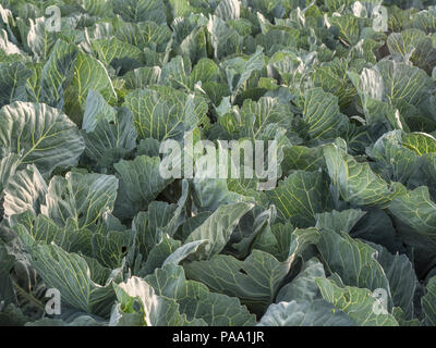 Bereich der junge Kohl während der Sunrise Stockfoto