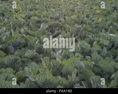 Bereich der junge Kohl während der Sunrise Stockfoto