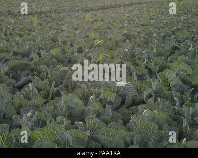 Bereich der junge Kohl während der Sunrise Stockfoto