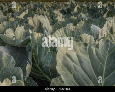 Bereich der junge Kohl während der Sunrise Stockfoto