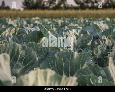 Bereich der junge Kohl während der Sunrise Stockfoto