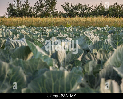 Bereich der junge Kohl während der Sunrise Stockfoto