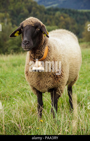 Braune Schafe auf grünen Wiesen und Weiden. Stockfoto