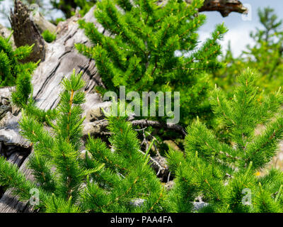 Saftige Nadeln der Zweige eines Nadelholz Baum, einer alten Baum auf dem Boden liegend in den Ural Wald, Russland Stockfoto