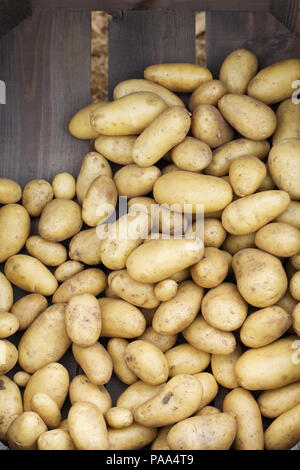 Solanum tuberosum Ernte. Stockfoto