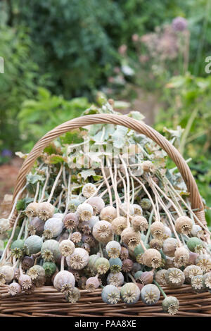 Papaver somniferum. Korb der Poppy seedheads. Stockfoto