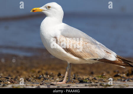 Europäische Silbermöwe, Larus argentatus, Fischland, Deutschland Seagull Seitenansicht am Strand Stockfoto