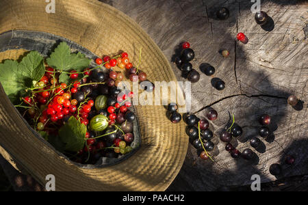 Reife Beeren des schwarzen und roten Johannisbeeren und Stachelbeeren in einen Hut liegen auf einem Baumstumpf. Tageslicht. Eine schöne Schatten von den Bäumen Stockfoto