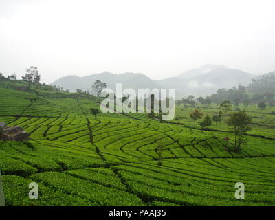 Malabar Teeplantagen in Bandung. Reisen in Stadt Bandung, Indonesien. 5. Oktober 2012 Stockfoto