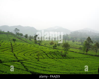 Malabar Teeplantagen in Bandung. Reisen in Stadt Bandung, Indonesien. 5. Oktober 2012 Stockfoto