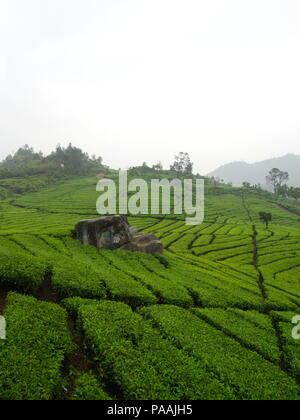 Malabar Teeplantagen in Bandung. Reisen in Stadt Bandung, Indonesien. 5. Oktober 2012 Stockfoto