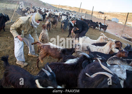 Qashqai Hirten mit ihren Ziegen in den frühen Morgen, Nomadenvolk, Iran Stockfoto