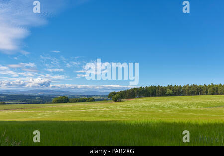 Mit Blick auf die Strathmore Tal auf einen Sommer am Nachmittag mit der Angus Glens in der Ferne, und der Wind, der durch die Weizen ausgeführt wird. Angus, Großbritannien Stockfoto