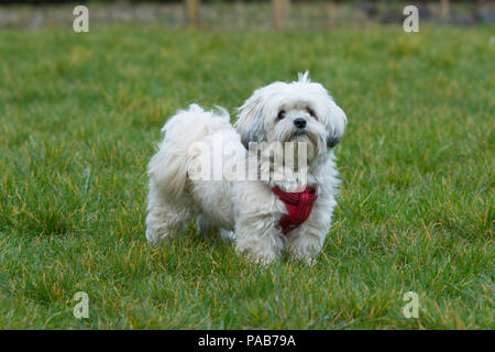 Weiß Malteser Hund/Shih Tzu Crossover mit roten Kabelbaum spielen im grünen Gras im Garten Stockfoto