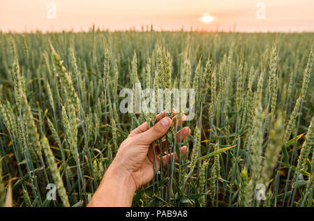 Nahaufnahme der Hand berühren Holding Kulturen, junge grüne Weizenähren auf einem Feld in den Sonnenuntergang. In der Nähe auf einem schönen Feld. Reifung Ohren Weizen. Die Landwirtschaft. Natürliches Produkt. Stockfoto