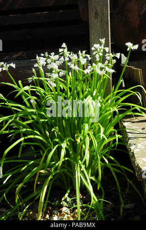 Drei dreieckigen Knoblauch. Allium triquetrum. Stockfoto