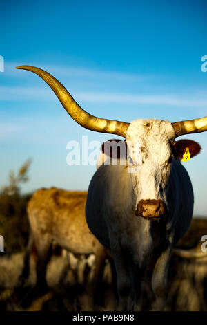 Longhorn Kuh stehen im Schatten. Stockfoto