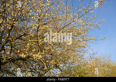 Grau Weide (Salix cinerea) in voller Blüte. gemeinsamen Gelblich. Stockfoto