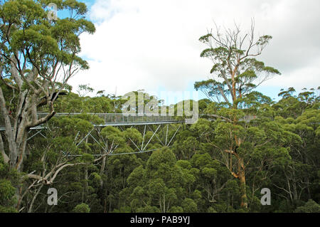 Teil des tree top walk in das Land der Riesen. Dänemark, Western Australia. Zwei Menschen gerade noch sichtbar sind. Stockfoto