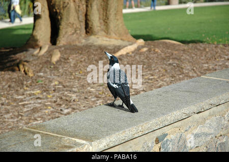 Australische Magpie, Cracticus tibicen, Western Art, mit Rücken fleckig, aber es gibt Vermischung zwischen den drei Arten, Norden, Süden und Westen Stockfoto