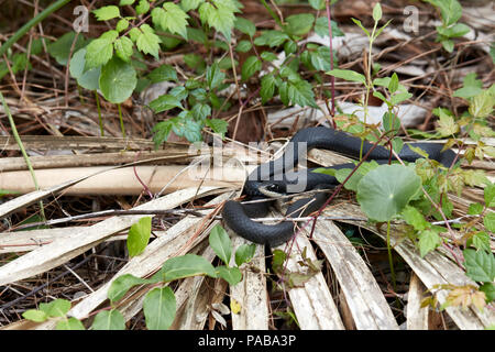 Südlichen schwarzen Racer Schlange in Reddie Point Preserve, Jacksonville, Florida Stockfoto