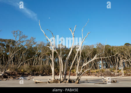 Tote Bäume stehen auf dem Strand von Big Talbot Island vor dem Wald mit lebenden Bäumen Stockfoto