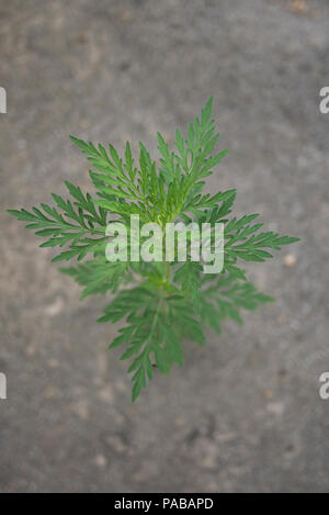 Ambrosia artemisiifolia Anlage Stockfoto