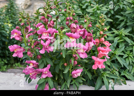 Antirrhinum majus Anlage Stockfoto