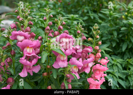 Antirrhinum majus Anlage Stockfoto