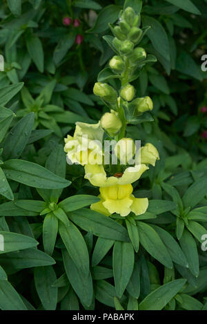 Antirrhinum majus Anlage Stockfoto